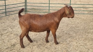 1X KALAHARI RED PREGNANT DOE GREG & LINDI