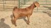 1X KALAHARI RED DOE GREG & LINDI