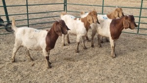 4X BOERBOK TIPE DOE ZZV BOERDERY