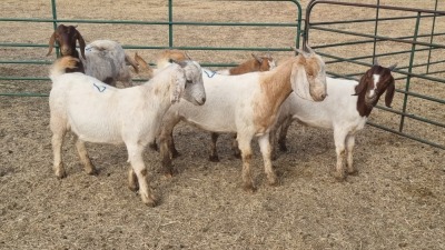 5X BOERBOK TIPE DOE ZZV BOERDERY