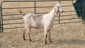 1X VELD GOAT DOE ZZV BOERDERY