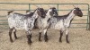 3X CAPE SKILDER PREGNANT DOE ZZV BOERDERY