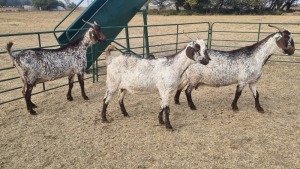 3X CAPE SKILDER PREGNANT DOE ZZV BOERDERY