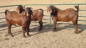 3X KALAHARI RED BUCK JEAN FOURIE