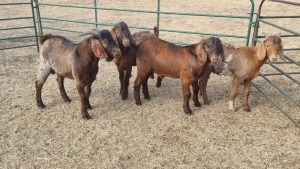 4X KALAHARI RED BUCK JEAN FOURIE