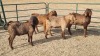 4X KALAHARI RED BUCK JEAN FOURIE