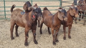 4X KALAHARI RED BUCK JEAN FOURIE