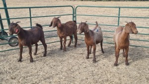 4X KALAHARI RED DOE JEAN FOURIE