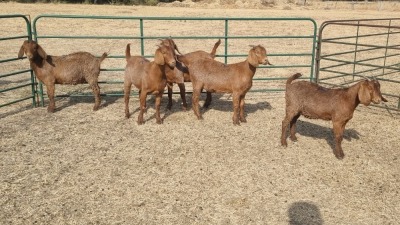 5X KALAHARI RED DOE JEAN FOURIE