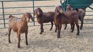 4X KALAHARI RED DOE JEAN FOURIE