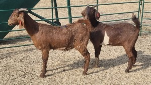 2X KALAHARI RED DOE JEAN FOURIE