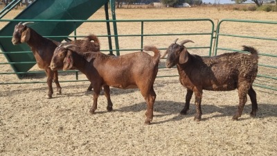 3X KALAHARI RED PREGNANT DOE JEAN FOURIE