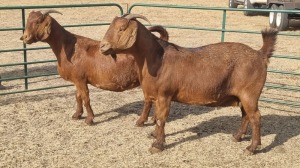 2X KALAHARI RED DOE JEAN FOURIE