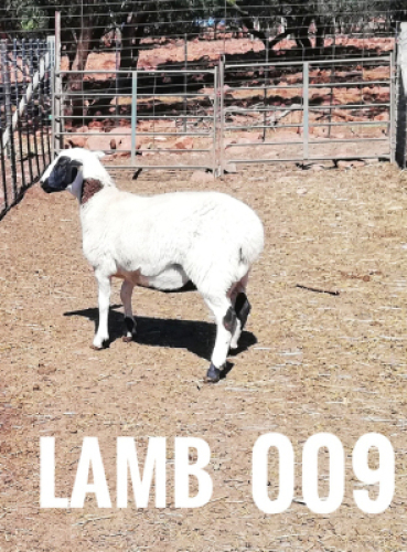 1 x DRAUGHTLANDER OOI/EWE Clinton Cilliers
