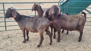 4X KALAHARI RED PREGNANT DOE JEAN FOURIE