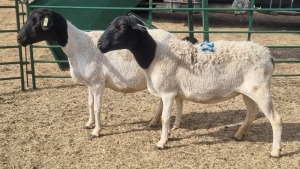 2X DORPER EWE CORNE VERMEULEN