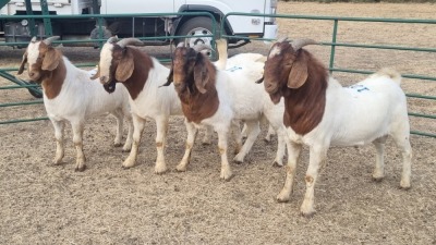 5X BOERBOK BUCK WERNER LINGERFELDER