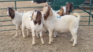 5X BOERBOK BUCK WERNER LINGERFELDER