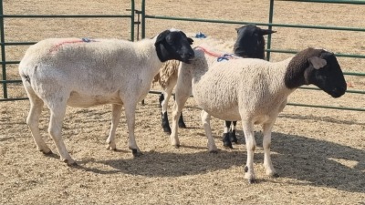 3X DORPER EWE MICHELLE BURGESS