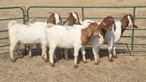 5X BOERBOK DOE JAN VAN DER LINDE