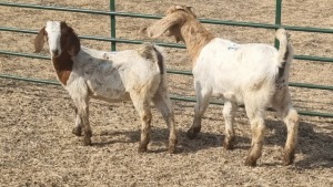 2X BOERBOK DOE JAN VAN DER LINDE