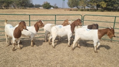 6X BOERBOK DOE JAN VAN DER LINDE