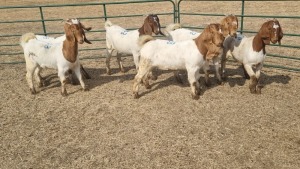 6X BOERBOK DOE JAN VAN DER LINDE