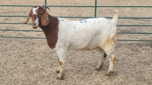 1X BOERBOK DOE JAN VAN DER LINDE