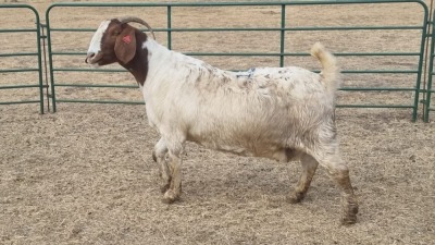 1X BOERBOK PREGNANT DOE JAN VAN DER LINDE