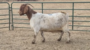 1X BOERBOK DOE JAN VAN DER LINDE