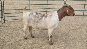 1X BOERBOK DOE JAN VAN DER LINDE