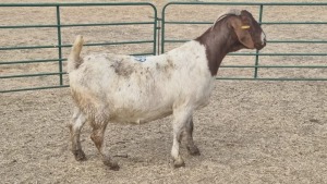 1X BOERBOK DOE JAN VAN DER LINDE