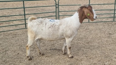 1X BOERBOK PREGNANT DOE JAN VAN DER LINDE