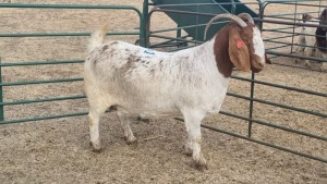 1X BOERBOK DOE JAN VAN DER LINDE