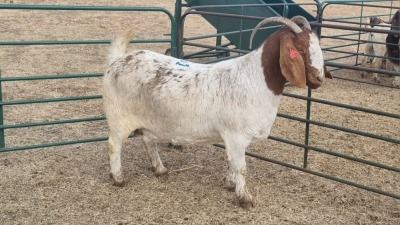 1X BOERBOK DOE JAN VAN DER LINDE