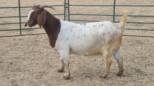 1X BOERBOK DOE JAN VAN DER LINDE