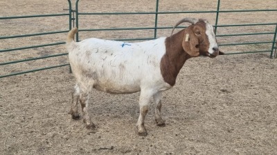 1X BOERBOK PREGNANT DOE JAN VAN DER LINDE