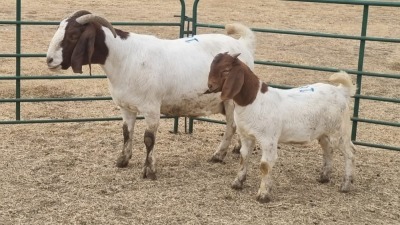 1X BOERBOK DOE JAN VAN DER LINDE