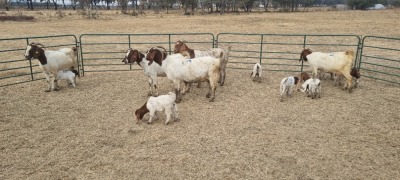 5X BOERBOK DOE JAN VAN DER LINDE