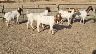 5X BOERBOK PREGNANT DOE WIKUS DU PLESSIS