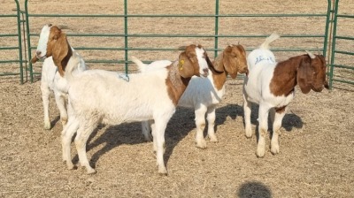 4X BOERBOK DOE WIKUS DU PLESSIS