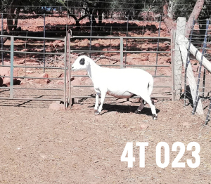 1 x DRAUGHTLANDER OOI/EWE Clinton Cilliers