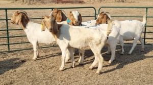 5X BOERBOK PREGNANT DOE WIKUS DU PLESSIS