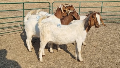 5X BOERBOK PREGNANT DOE WIKUS DU PLESSIS