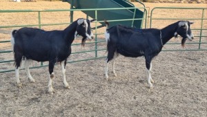 2X BRITISH ALPINE PREGNANT DOE ELJOENAI DAIRY GOATS