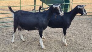 1X BRITISH ALPINE PREGNANT DOE ELJOENAI DAIRY GOATS