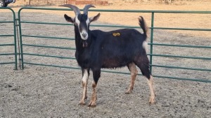 1X BRITISH ALPINE BUCK ELJOENAI DAIRY GOATS