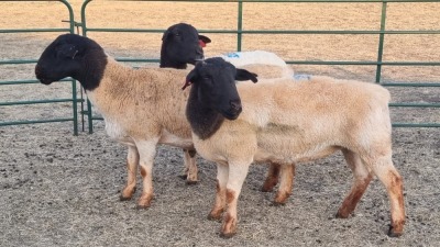 3X DORPER EWE JUNKER BOERDERY