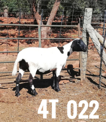 1 x DRAUGHTLANDER OOI/EWE Clinton Cilliers