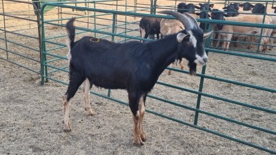 1X BRITISH ALPINE BUCK ELJOENAI DAIRY GOATS